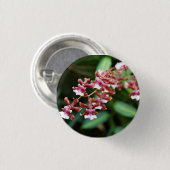 Sharry Baby Oncidium Knopf Button (Vorne & Hinten)