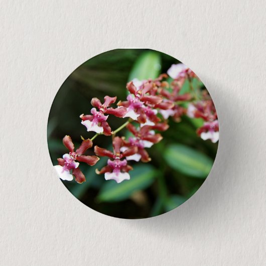 Sharry Baby Oncidium Knopf Button (Vorderseite)