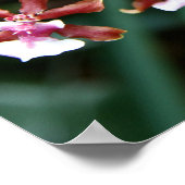 Sharry Baby Oncidium Poster (Ecke)