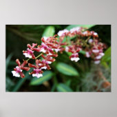 Sharry Baby Oncidium Poster (Vorne)