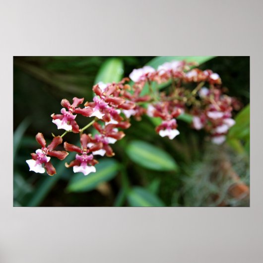 Sharry Baby Oncidium Poster (Vorne)