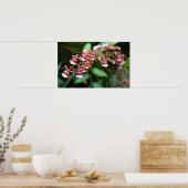 Sharry Baby Oncidium Poster (Küche)