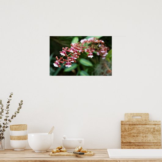 Sharry Baby Oncidium Poster (Küche)