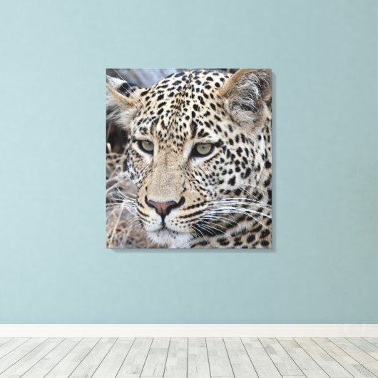 Shasha-Jungleopard Leinwanddruck (Insitu (Holzboden))