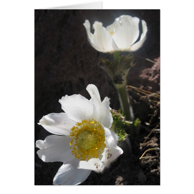 ‚Shasta‘ (Vorne)