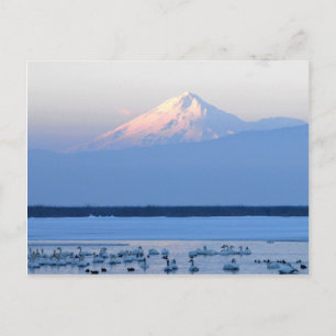 Shasta California Postcard Postkarte