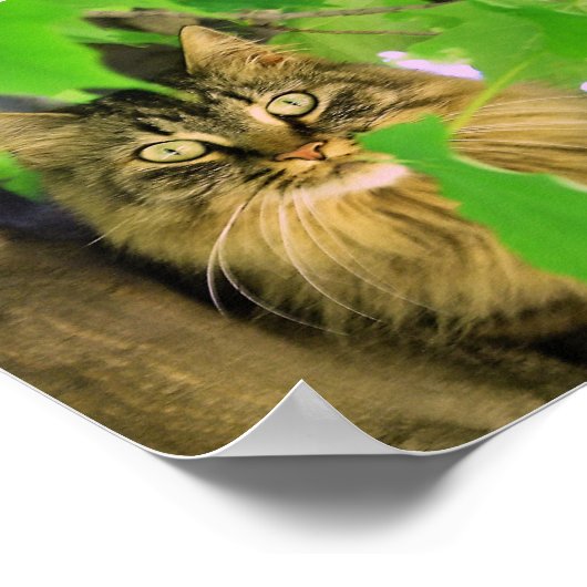 Shasta Cat Tree Climber Print / Poster (Ecke)