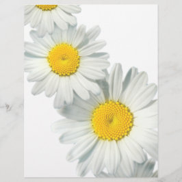 Shasta Daisies