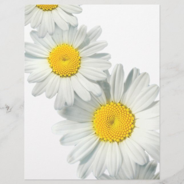 Shasta Daisies (Vorderseite)