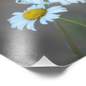 Shasta Daisies auf dem Feld Fotodruck (Ecke)