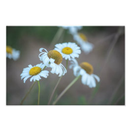 Shasta Daisies auf dem Feld Fotodruck
