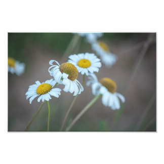 Shasta Daisies auf dem Feld Fotodruck