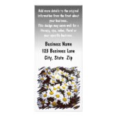 Shasta Daisies Fotograf Werbekarte (Hinten)