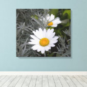 Shasta Daisies gepackte Leinwand (Insitu (Holzboden))