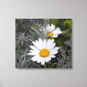 Shasta Daisies gepackte Leinwand