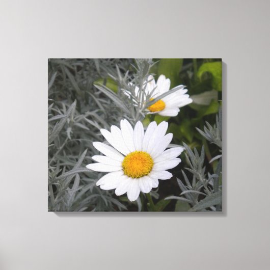 Shasta Daisies gepackte Leinwand (Vorderseite)