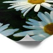 Shasta Daisies II Poster (Ecke)