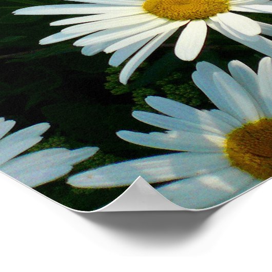 Shasta Daisies II Poster (Ecke)
