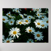 Shasta Daisies II Poster (Vorne)