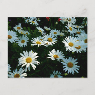 Shasta Daisies II Postkarte