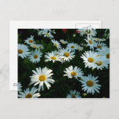 Shasta Daisies II Postkarte (Vorne/Hinten)