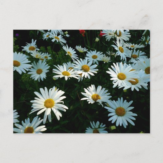 Shasta Daisies II Postkarte (Vorderseite)