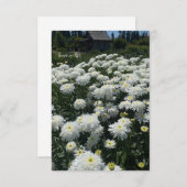 Shasta Daisies Mitteilungskarte (Vorne/Hinten)