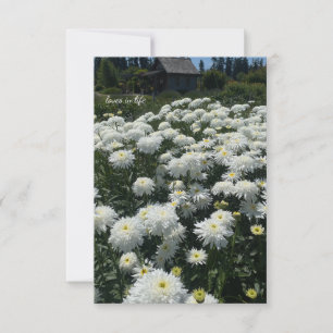 Shasta Daisies Mitteilungskarte