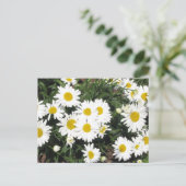 Shasta Daisies Postcard Postkarte (Stehend Vorderseite)