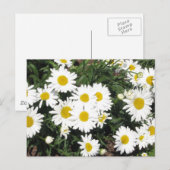 Shasta Daisies Postcard Postkarte (Vorne/Hinten)