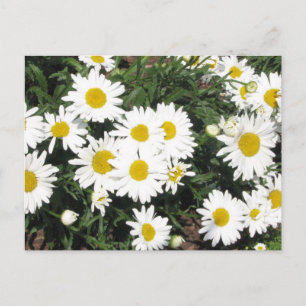 Shasta Daisies Postcard Postkarte