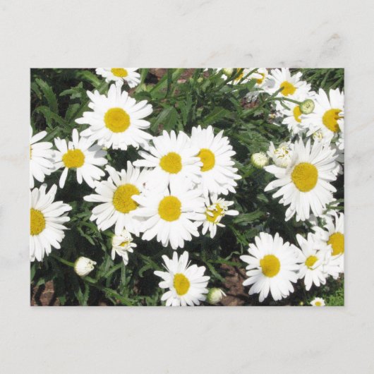 Shasta Daisies Postcard Postkarte (Vorderseite)