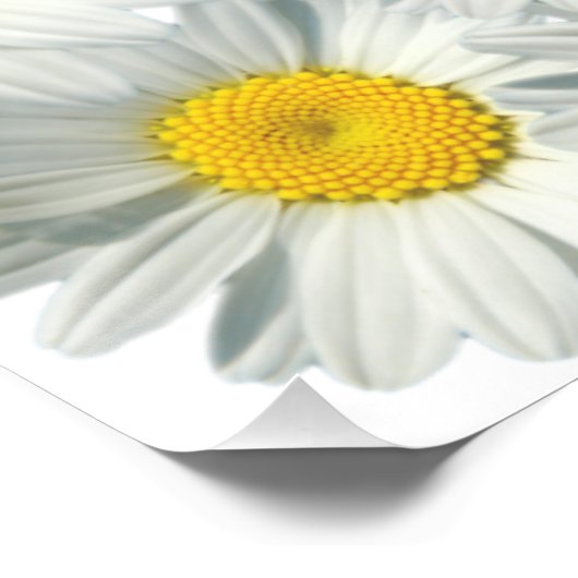 Shasta Daisies Poster (Ecke)