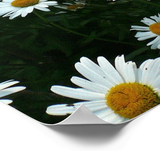 Shasta Daisies Poster (Ecke)