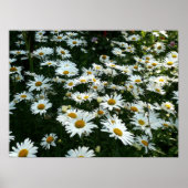 Shasta Daisies Poster (Vorne)