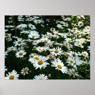Shasta Daisies Poster