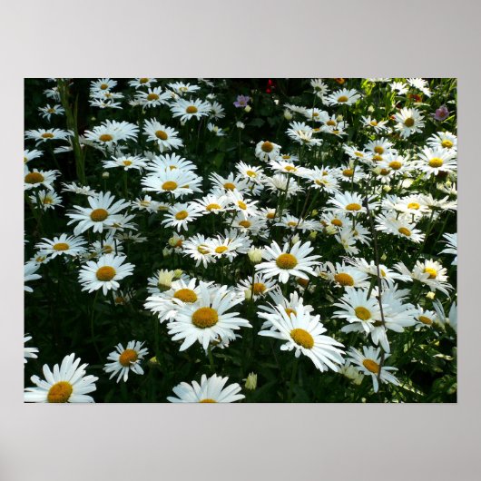 Shasta Daisies Poster (Vorne)