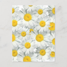 Shasta Daisies Postkarte