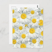 Shasta Daisies Postkarte (Vorne/Hinten)