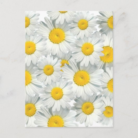 Shasta Daisies Postkarte (Vorderseite)
