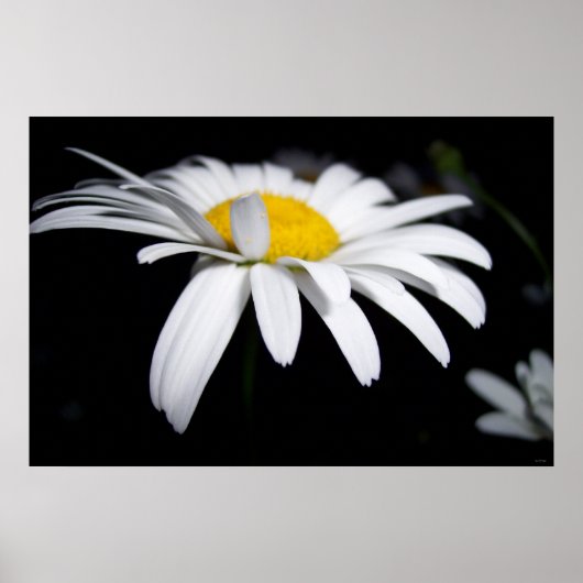 Shasta Daisy Fotografy Poster (Vorne)