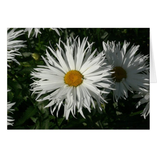Shasta Daisy Gone Crazy (Vorderseite (Horizontal))