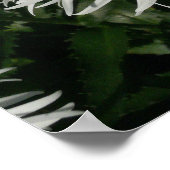 Shasta Daisy Gone Crazy. Poster (Ecke)