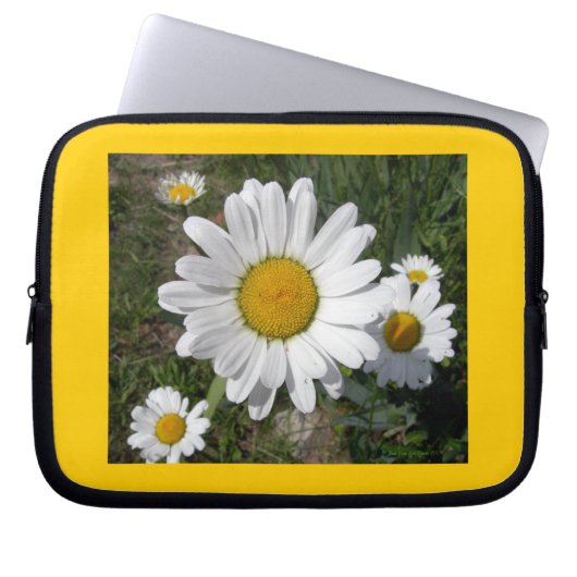 Shasta Daisy (höchstens Chrysanthemum) Laptopschutzhülle (Vorderseite)