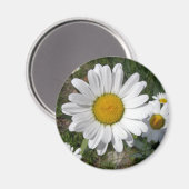 Shasta Daisy (höchstens Chrysanthemum) Magnet (Vorderseite/Rückseite)