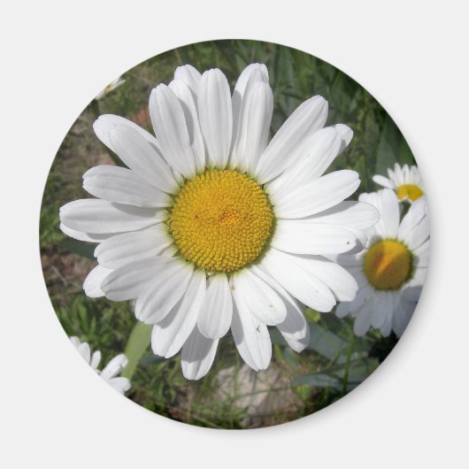 Shasta Daisy (höchstens Chrysanthemum) Magnet (Vorne)