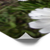 Shasta Daisy (höchstens Chrysanthemum) Poster (Ecke)