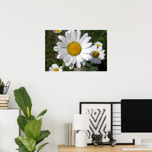 Shasta Daisy (höchstens Chrysanthemum) Poster (Heimbüro)