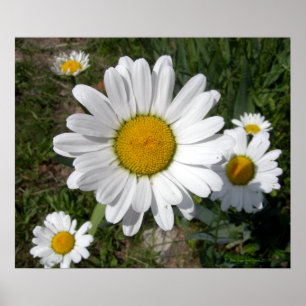 Shasta Daisy (höchstens Chrysanthemum) Poster