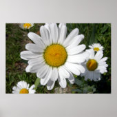 Shasta Daisy (höchstens Chrysanthemum) Poster (Vorne)